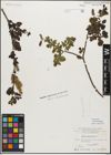 Foto von Salix myrsinifolia Salisb.
